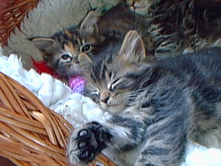 pic035.jpg